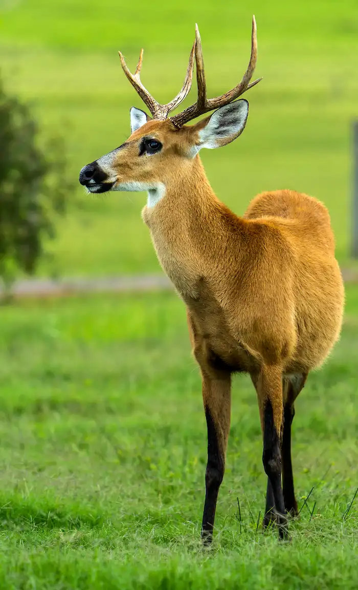 cervo do pantanal macho em um campo aberto